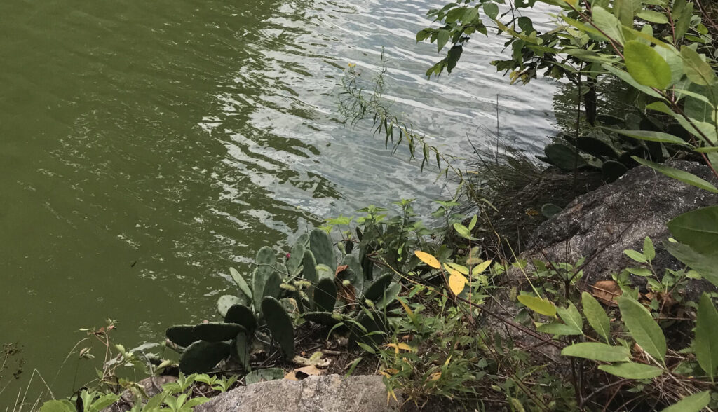 A photo of a patch of prickly pear cactus